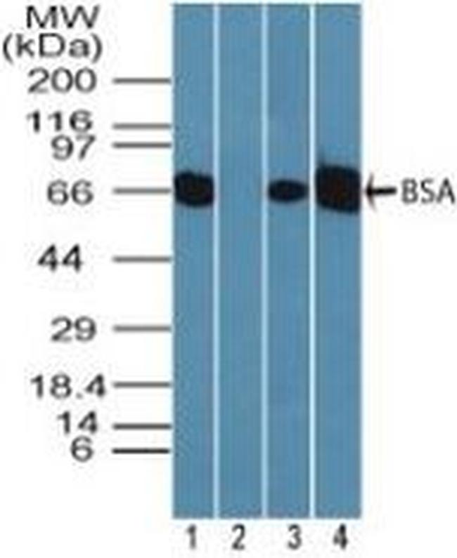 Bovine Serum Albumin Antibody in Western Blot (WB)