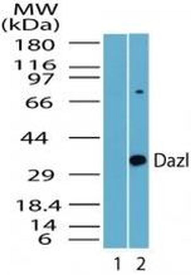 DAZL Antibody in Western Blot (WB)