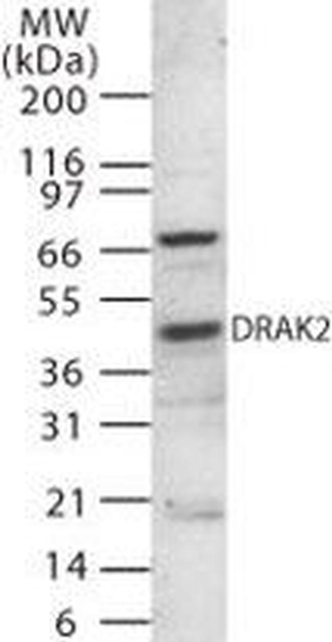 DRAK2 Antibody in Western Blot (WB)