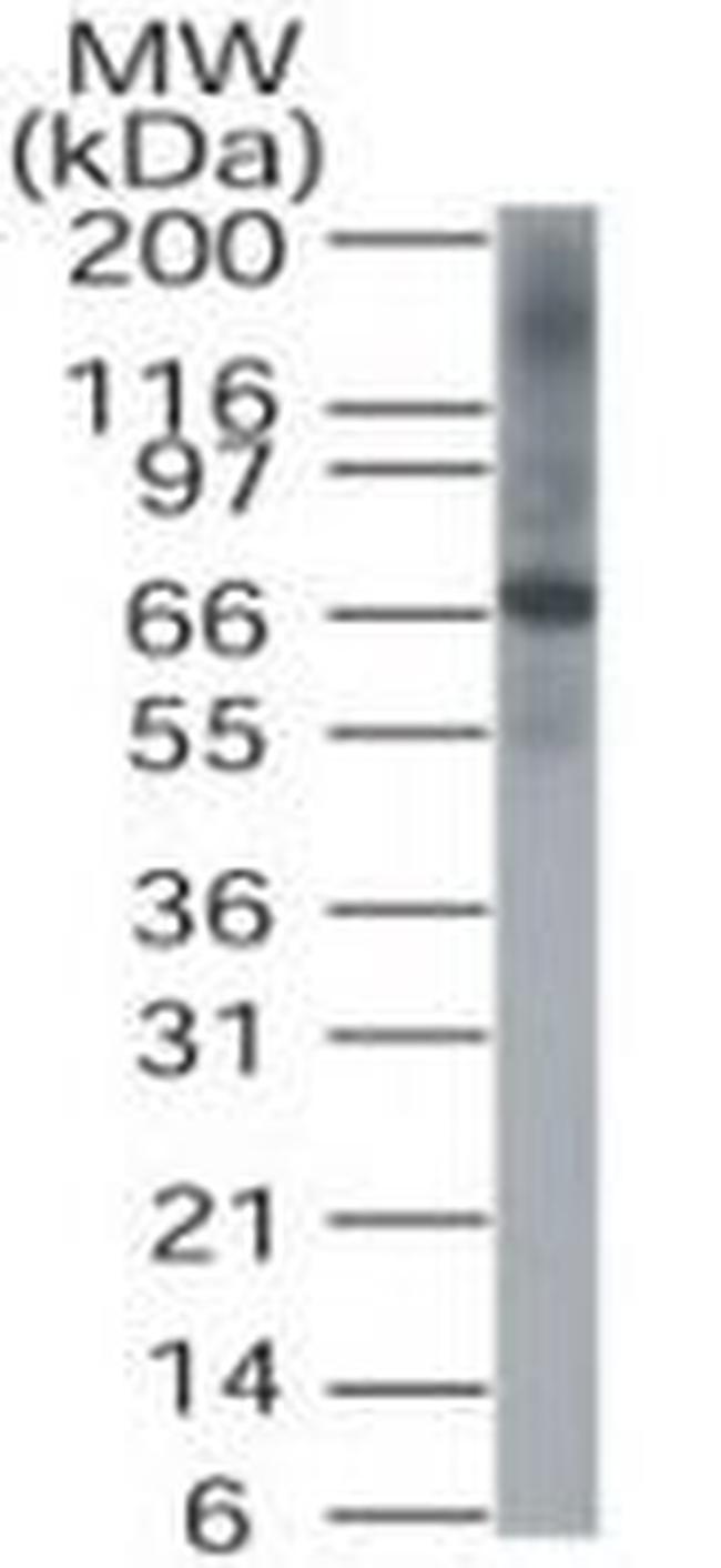 DUSP8 Antibody in Western Blot (WB)