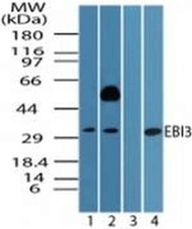 EBI3 Antibody in Western Blot (WB)