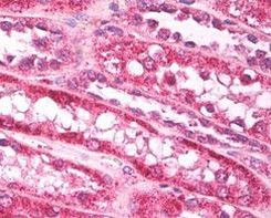 FAM59A Antibody in Immunohistochemistry (Paraffin) (IHC (P))