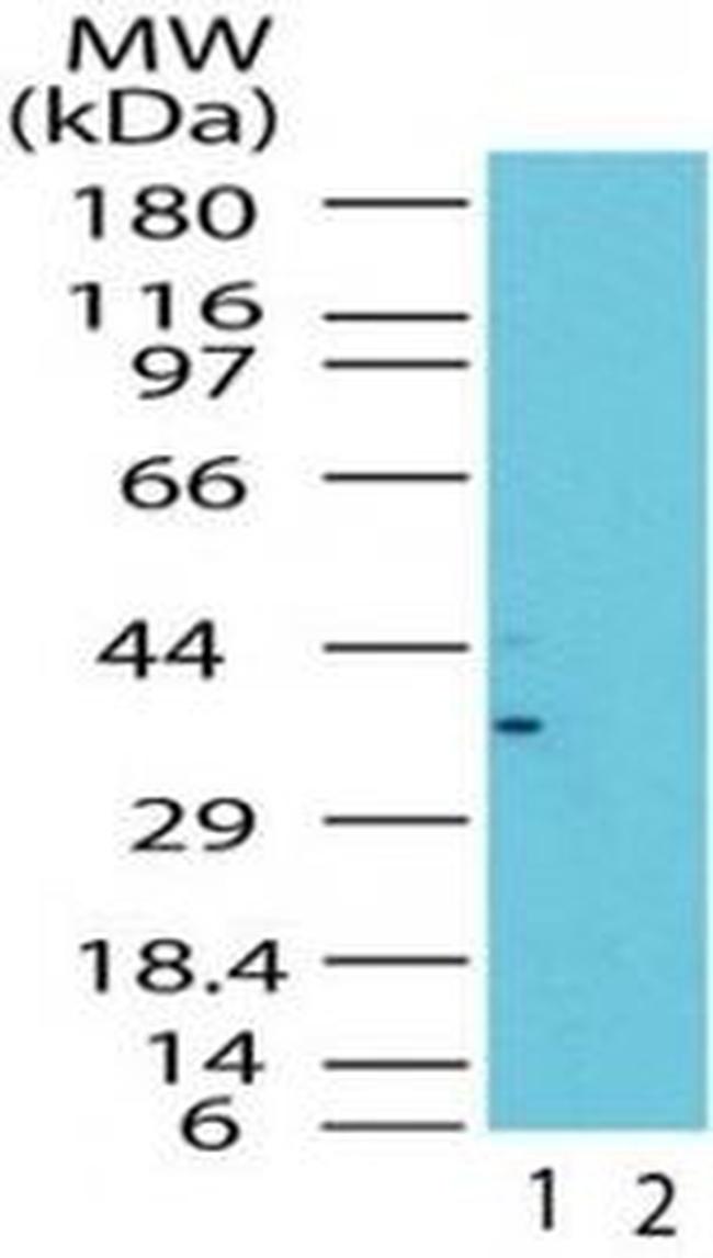 GBL Antibody in Western Blot (WB)