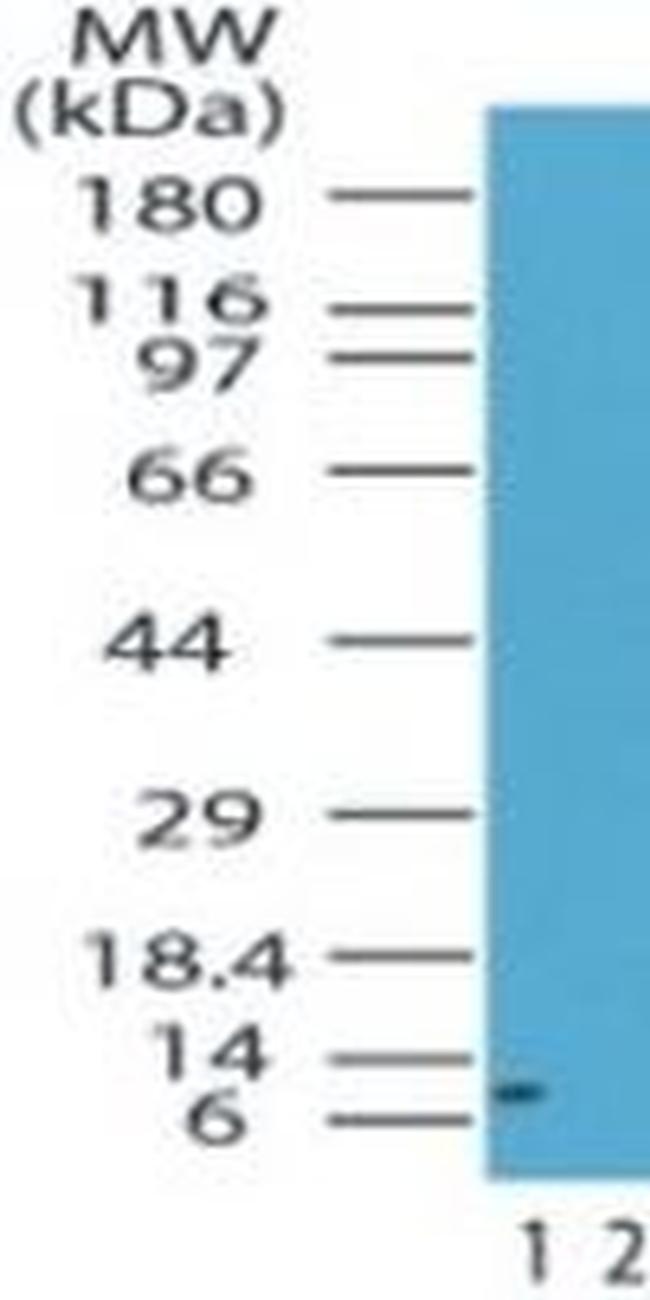 HMGA1 Antibody in Western Blot (WB)