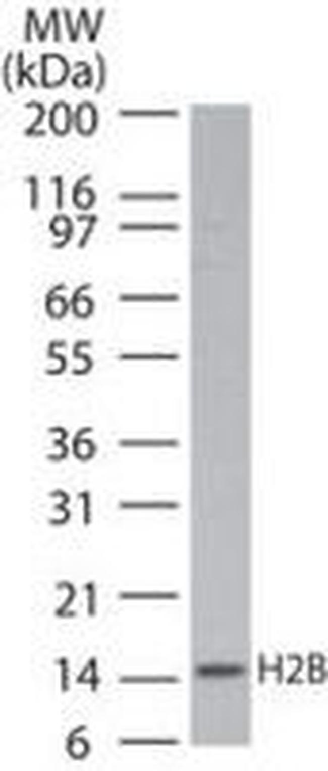 Histone H2B Antibody in Western Blot (WB)