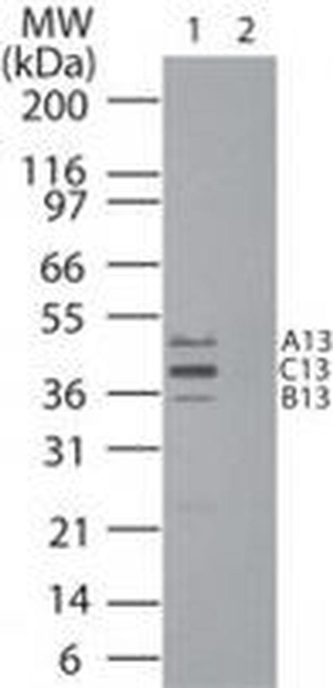 HOXB13 Antibody in Western Blot (WB)
