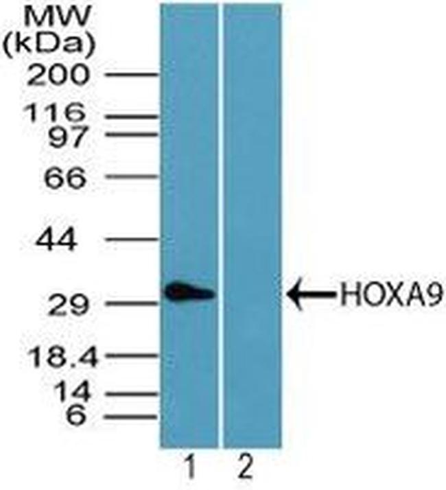 HOXA9 Antibody in Western Blot (WB)