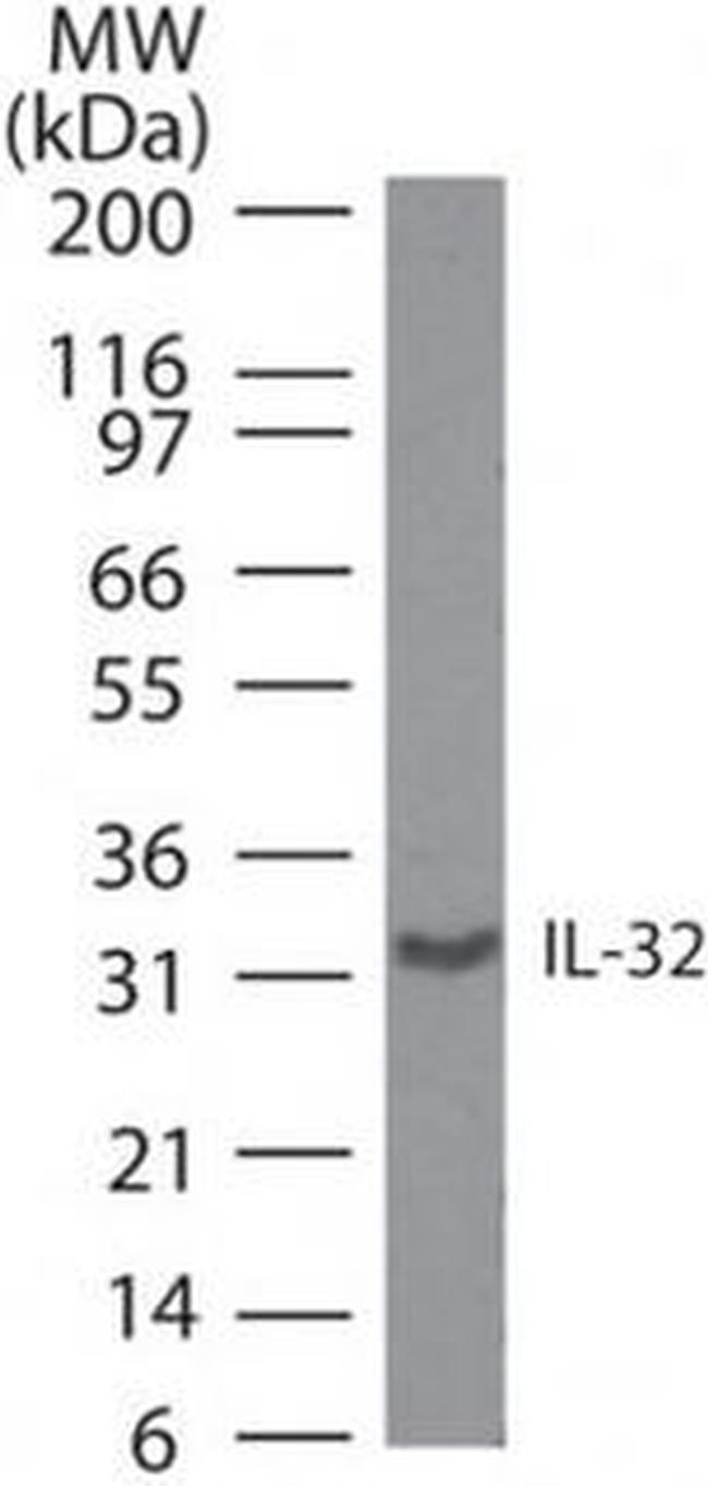 IL-32 Antibody in Western Blot (WB)