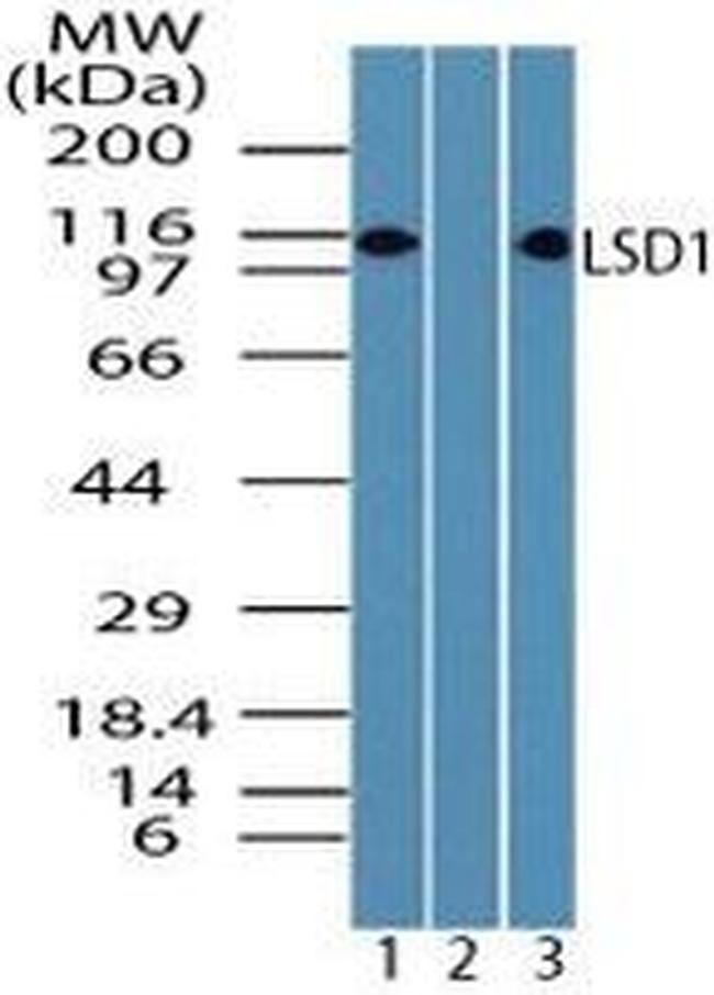 LSD1 Antibody in Western Blot (WB)