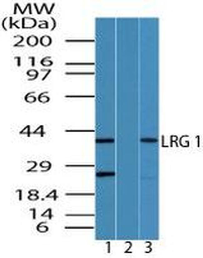 LRG1 Antibody in Western Blot (WB)