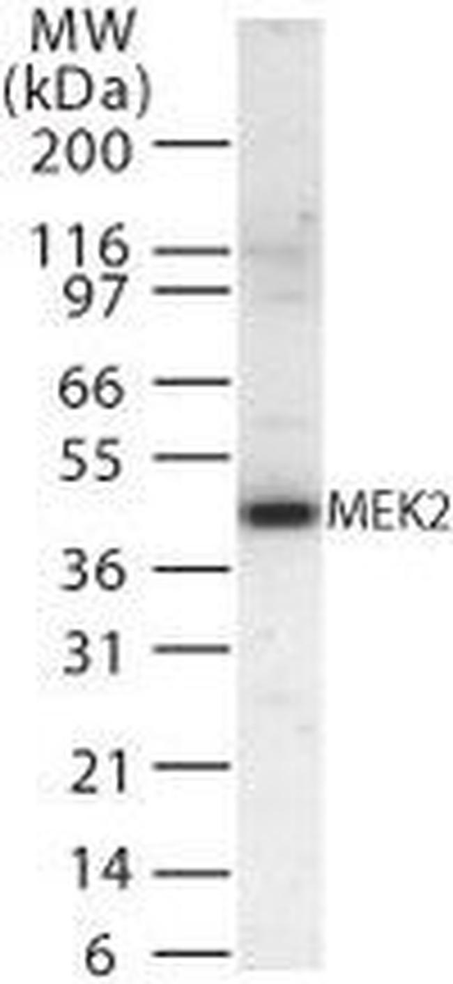 MEK2 Antibody in Western Blot (WB)