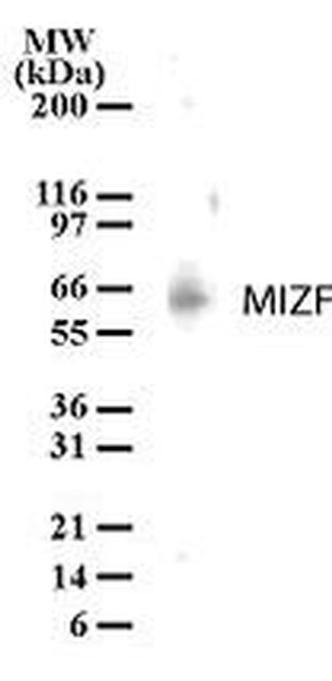 HINFP Antibody in Western Blot (WB)