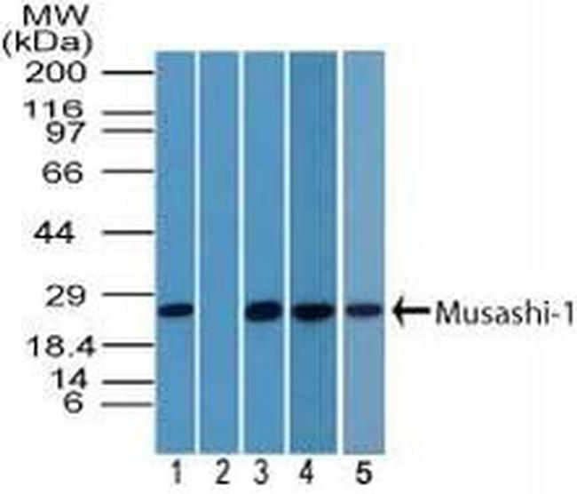 MSI1 Antibody in Western Blot (WB)