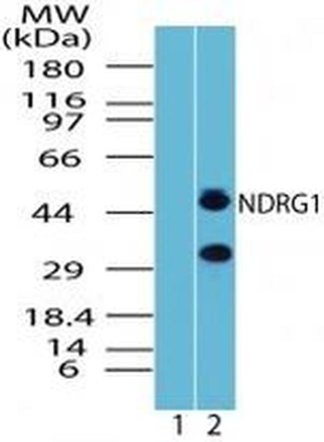 NDRG1 Antibody in Western Blot (WB)