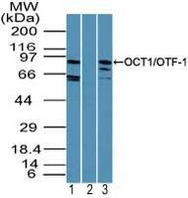 OCT1 (POU2F1) Antibody in Western Blot (WB)