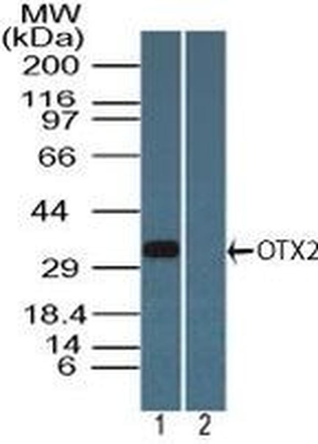 OTX2 Antibody in Western Blot (WB)