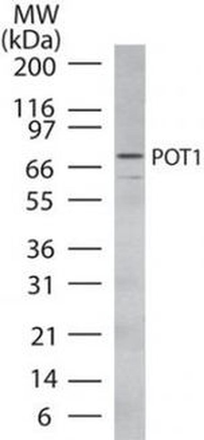 POT1 Antibody in Western Blot (WB)