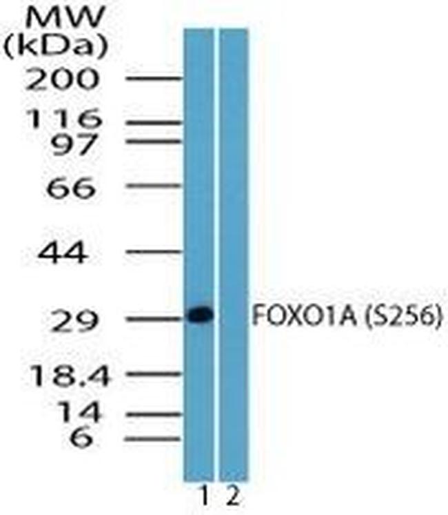 Phospho-FOXO1 (Ser256) Antibody in Western Blot (WB)
