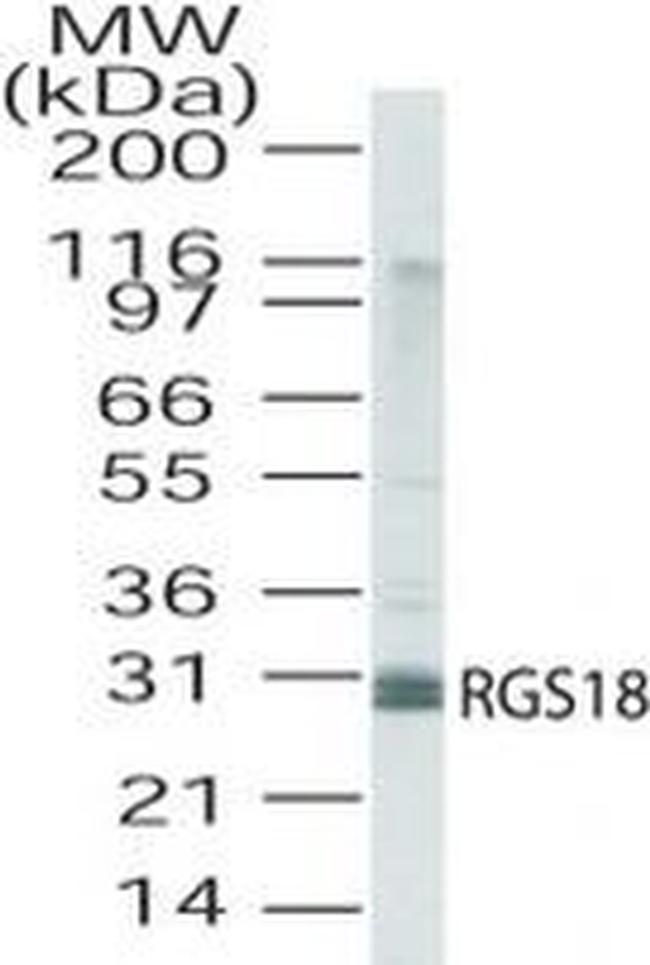 RGS18 Antibody in Western Blot (WB)