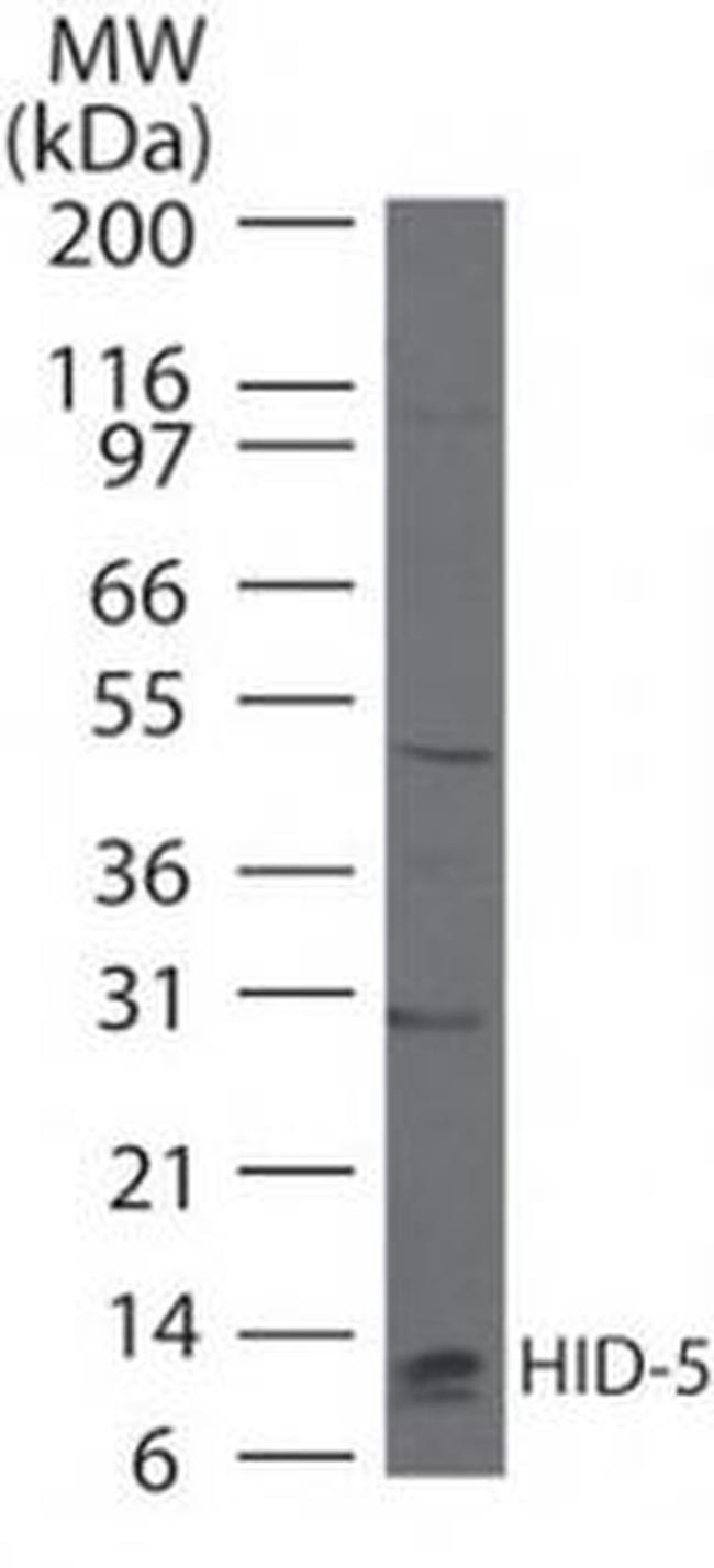 S100A7 Antibody in Western Blot (WB)