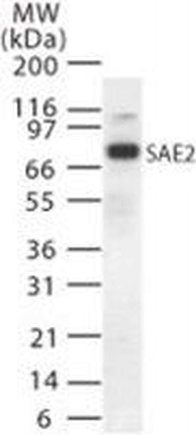 UBA2 Antibody in Western Blot (WB)