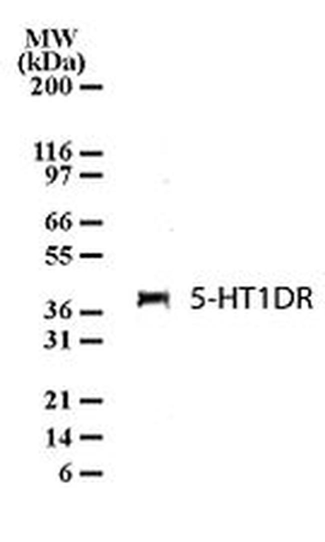 HTR1D Antibody in Western Blot (WB)