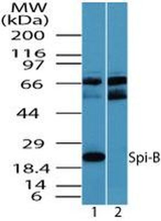 SPIB Antibody in Western Blot (WB)