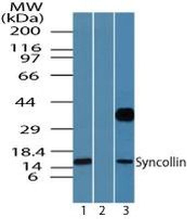 Syncollin Antibody in Western Blot (WB)