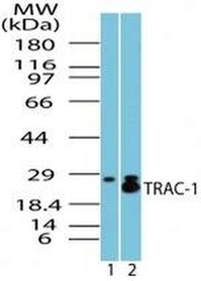 TRAC-1 Antibody in Western Blot (WB)
