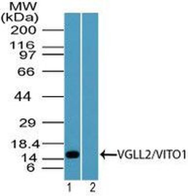 VGLL2 Antibody in Western Blot (WB)