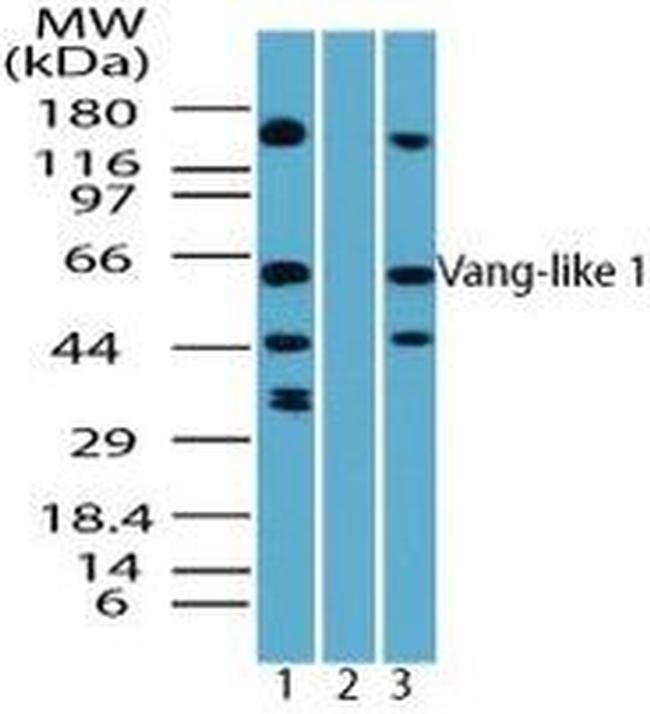 VANGL1 Antibody in Western Blot (WB)