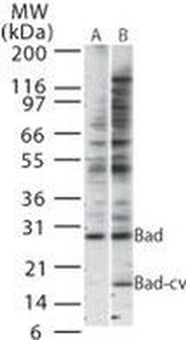 BAD Antibody in Western Blot (WB)