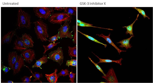 beta-Catenin Antibody in Immunocytochemistry (ICC/IF)