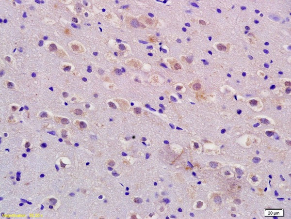 Adrenomedullin Antibody in Immunohistochemistry (Paraffin) (IHC (P))