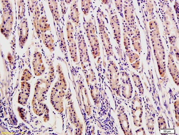Osteopontin Antibody in Immunohistochemistry (Paraffin) (IHC (P))