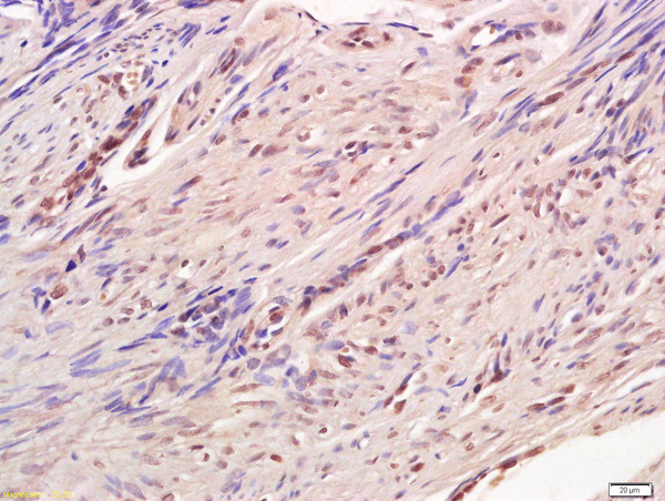 CREB-1 Antibody in Immunohistochemistry (Paraffin) (IHC (P))