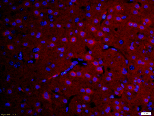 DFFB Antibody in Immunohistochemistry (Paraffin) (IHC (P))