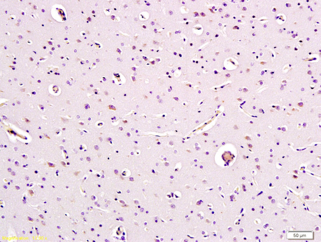 Caspase-9 Antibody in Immunohistochemistry (Paraffin) (IHC (P))
