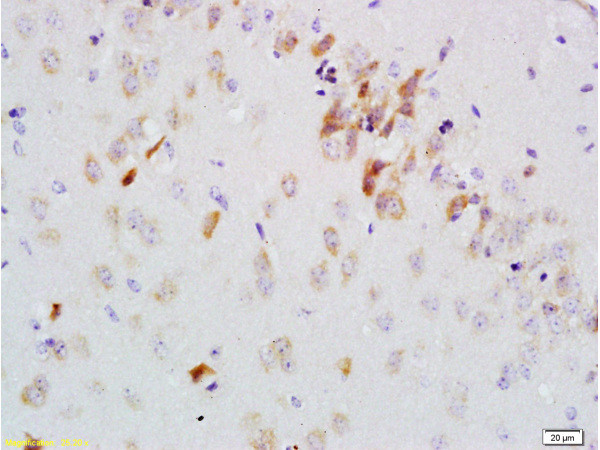 GDNF Receptor alpha 2 Antibody in Immunohistochemistry (Paraffin) (IHC (P))