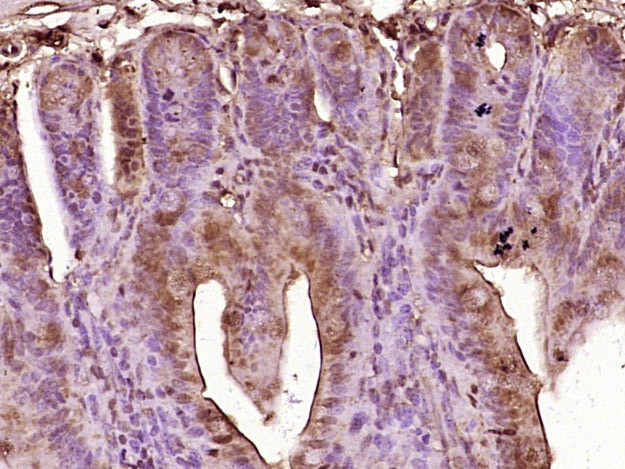 GIP Antibody in Immunohistochemistry (Paraffin) (IHC (P))