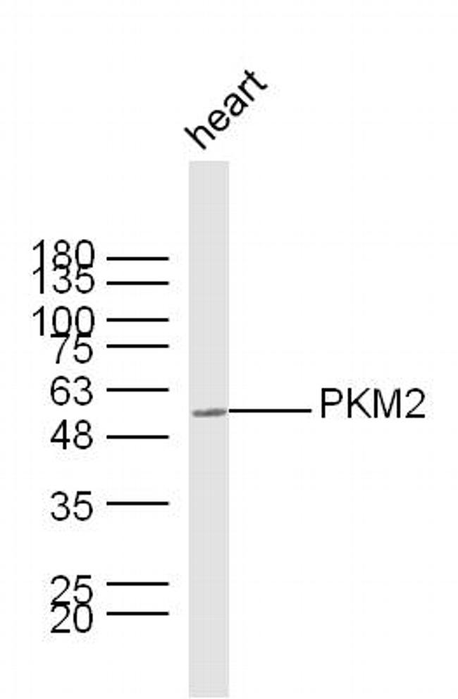 PKM2 Antibody in Western Blot (WB)