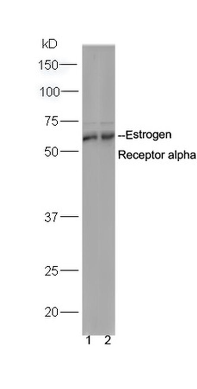 Estrogen Receptor alpha Antibody in Western Blot (WB)