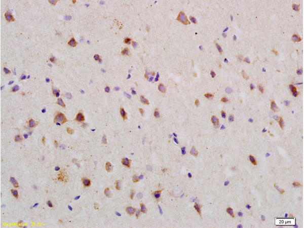 Nogo Receptor Antibody in Immunohistochemistry (Paraffin) (IHC (P))