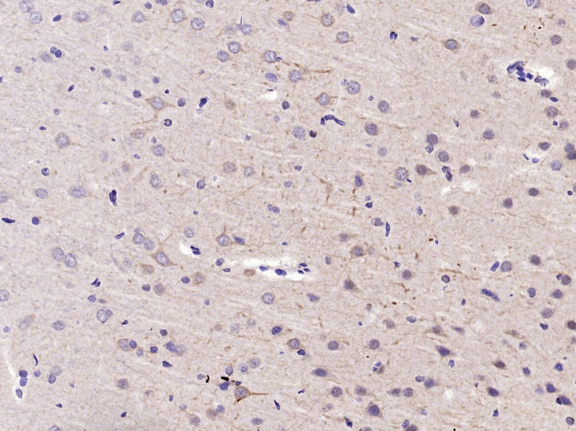 HSP90 beta Antibody in Immunohistochemistry (Paraffin) (IHC (P))