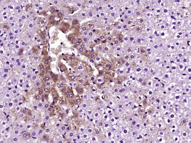 Prealbumin Antibody in Immunohistochemistry (Paraffin) (IHC (P))