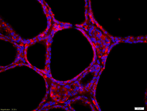 GFRA4 Antibody in Immunohistochemistry (Paraffin) (IHC (P))