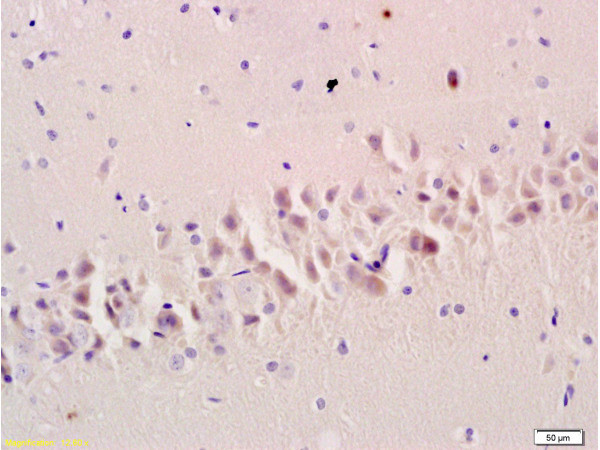PSD95 Antibody in Immunohistochemistry (Paraffin) (IHC (P))