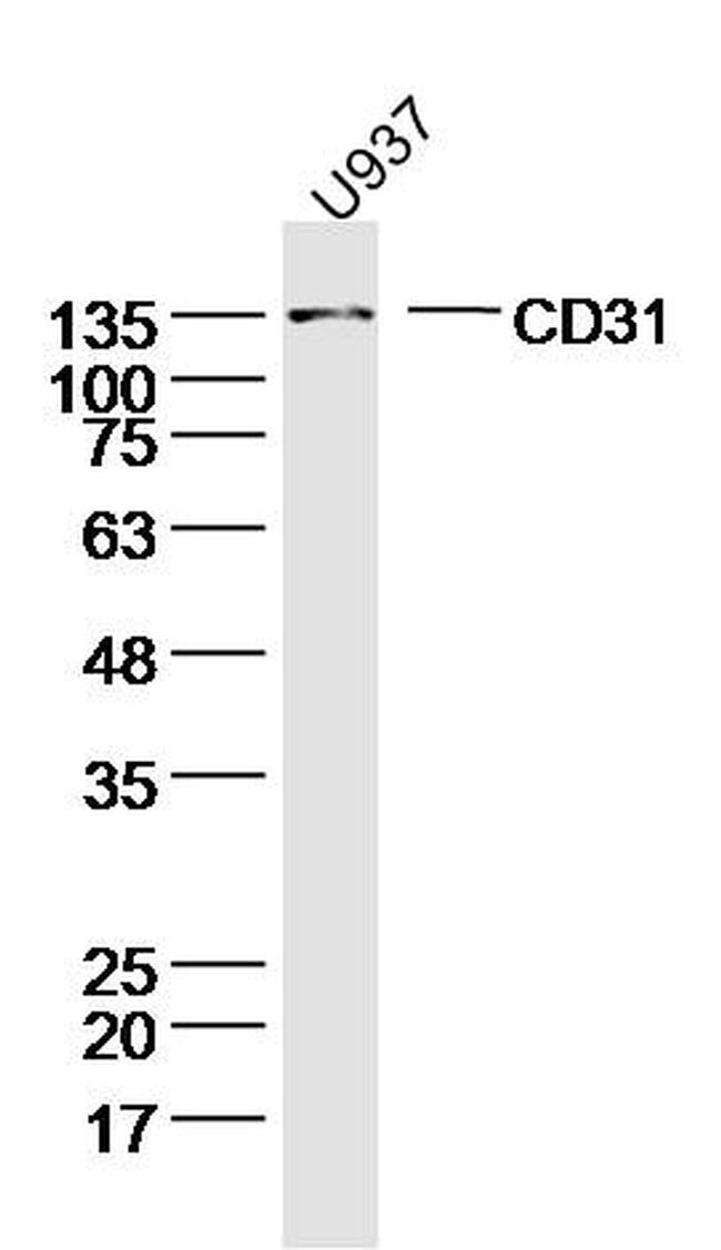 CD31 Antibody in Western Blot (WB)