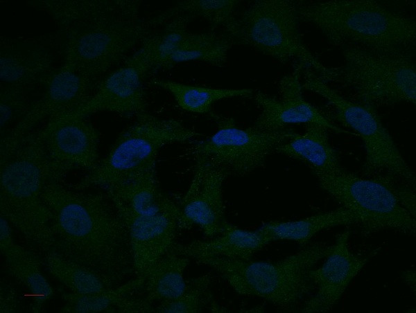 MEK2 Antibody in Immunocytochemistry (ICC/IF)