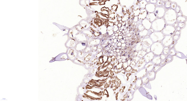EXPB-2 Antibody in Immunohistochemistry (Paraffin) (IHC (P))